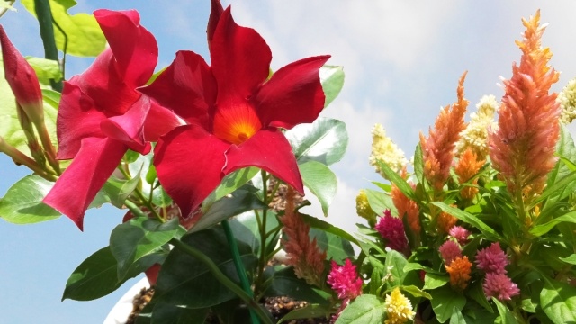 サンパラソルの花