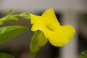 デュランタの花が咲かない原因は 対処法と花を咲かせる方法も紹介 Ponny Garden