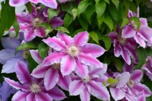 デュランタの花が咲かない原因は 対処法と花を咲かせる方法も紹介 Ponny Garden