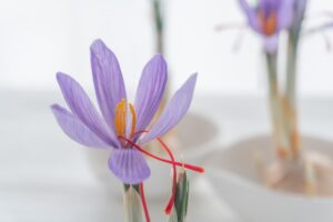 サフランの花の咲かせ方 咲かない原因と球根の太らせ方も紹介 Ponny Garden
