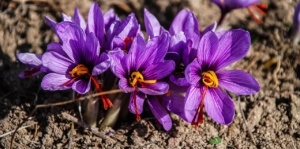 サフランの花の咲かせ方 咲かない原因と球根の太らせ方も紹介 Ponny Garden