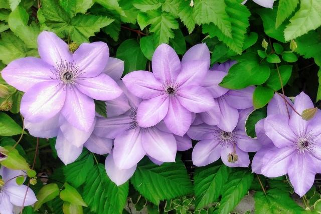 クレマチス　花が咲かない